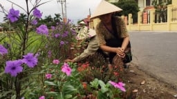 Đường hoa nông thôn mới ở một huyện của Bắc Ninh đẹp tinh tươm, hoa dừa cạn, hoa chiều tím nở rộ