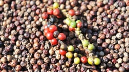 Cung sụt giảm, cầu tăng mạnh, giá hạt tiêu xuất khẩu trung và dài hạn tiếp tục giữ đỉnh
