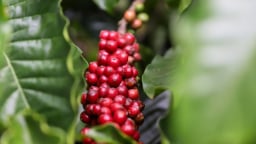 Giá cà phê hai sàn biến động trái chiều, Robusta mất giá, trong nước cũng giảm theo