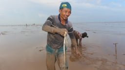 Ở nơi này của Tiền Giang, dân lội sình tìm bắt loài cá đặc sản ví như 'nhân sâm'