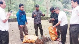 Khu rừng 37.000 ha ở Quảng Trị có động vật hoang dã nằm trong sách Đỏ, bọn thợ săn dùng 2 loại bẫy 'dã man' để bắt loài thú