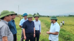 Chủ tịch UBND tỉnh Quảng Bình chỉ đạo gặt gấp để giảm thiệt hại lúa chín ngã đổ do mưa lớn