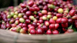 Giá cà phê tiếp tục giảm đầu tuần, Brazil nâng dự báo sản lượng cà phê