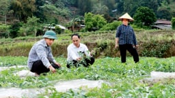 Một ông Trưởng thôn ở Hà Giang mày mò trồng dưa hấu, cây ra la liệt quả ngọt, bán giá cao, nhiều người học theo