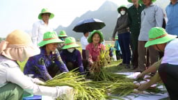 Ninh Bình: Giống lúa TBH 456 hứa hẹn vụ đông xuân bội thu tại Gia Viễn