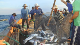 Nguồn nguyên liệu cá ngừ trong nước cần nhanh chóng được khơi thông