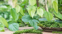 Giá tiêu đi ngang ngày thứ 3 liên tiếp, thị trường tiêu trong nước đang cần một động lực