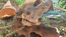 Kon Tum: Chủ tịch huyện chỉ đạo “nóng” làm rõ thông tin phá rừng quy mô lớn 