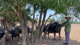 Một cù lao bên dòng sông Vàm Cỏ ở Long An 'lúc mặn lúc ngọt', dân nuôi con gì mà cứ cha truyền con nối?