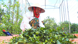 Loại cây dại, nấu nước uống thanh nhiệt mát gan, nông dân Hà Tĩnh trồng thành công, bán đắt hàng