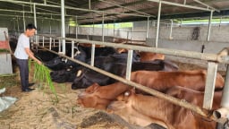 Lai Châu: Nguồn vốn Quỹ Hỗ trợ nông dân “tiếp sức” giúp dân làm giàu từ nuôi bò sinh sản