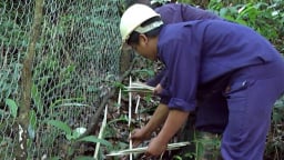 Vì sao con động vật hay rình ăn trộm 'củ quý, hạt bổ' ở vùng rừng núi tỉnh Kon Tum này giá bán lại 'đắt khét lẹt' đến thế?
