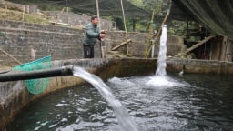Dân xã nông thôn mới nâng cao ở Sa Pa nuôi cá nước lạnh, trồng lúa ruộng bậc thang giảm hộ nghèo, tăng hộ khá giàu