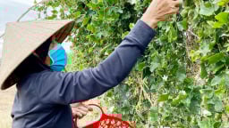 Ở Huế, lội bờ săn rau dại, nấu bát canh tập tàng, có người suýt đụng trúng tổ của con động vật hung hãn này