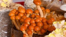Loại nấm 'nhớt ăn mới ngon' người Nhật Bản săn tìm, giá 500.000 đồng/kg, ở Việt Nam đã có người trồng bán