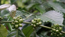 Giá cà phê trong nước đảo chiều tăng bất chấp Robusta thế giới vẫn giảm