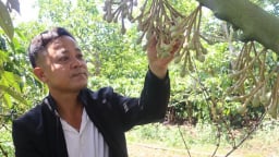 Ở Đắk Lắk có một ông nông dân 'liều' cho 3 cây đặc sản ở chung, ai ngờ đụng trúng 'cục tiền'