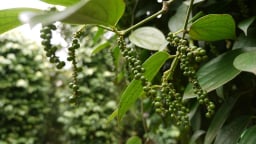 Giá tiêu cao nhất ở hai tỉnh Đắk Lắk và Đắk Nông, dự báo 'nóng' trong thời gian ngắn