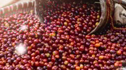 Giá cà phê đang chịu áp lực khi vào vụ thu hoạch Robusta ở Indonesia và Brazil