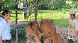 Có vốn ưu đãi, nông dân Khánh Vĩnh được tiếp sức để vươn lên thoát nghèo bền vững