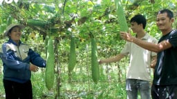 Ở nơi này của Đắk Lắk, nông dân chỉ trồng mướp quả treo lủng lẳng sao có người Mỹ tìm đến xem?