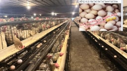 Người chăn nuôi lao đao vì tin đồn trứng gà giả: Đề nghị xử lý nghiêm thông tin thất thiệt