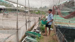 Cho 3 con đặc sản bình dân 'ưa nghịch nước' này ở dày đặc với nhau, một nông dân Hậu Giang hễ bắt bán là hết veo