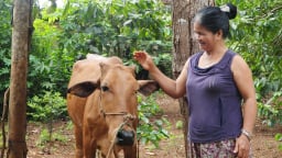 Hộ nghèo ở Đắk Lắk dần ổn định cuộc sống nhờ các chính sách hỗ trợ thiết thực, sát thực tế