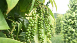 Điều gì đang tác động tới giá tiêu, rủi ro đầu tư cây tiêu vẫn lớn