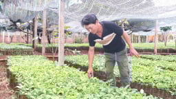 Nhộn nhịp mua bán cây giống cà phê ở Gia Lai, cây chưa ra đủ lá mà nhà vườn, thương lái đã đặt mua hết