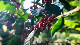 Giá cà phê giảm mạnh, Brazil đang hướng đến vụ thu hoạch Robusta lớn nhất lịch sử