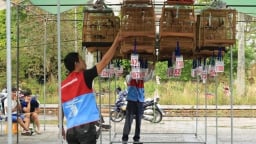 Thứ chim bé hơn nắm tay, hót trong veo, một cuộc thi ở Hải Dương có tới 100 con tham gia