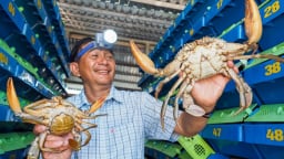 Tỷ phú Cà Mau nuôi tôm, nuôi cua toàn con to bự thế này đây