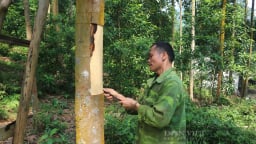 Trước khi sáp nhập tỉnh Lào Cai, Yên Bái, tỉnh có ngọn núi cao nhất, tỉnh nào trồng cây đặc sản với diện tích lớn nhất Việt Nam?