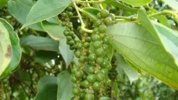 Giá tiêu giảm sâu, rời khỏi mốc 150.000 đồng/kg, điều gì diễn ra tiếp theo?