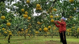 Hội viên nông dân Hòa Bình và hành trình 'hóa phép' đất cằn thành vườn trái ngọt