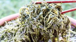 Ở Phú Thọ, dân vặt lá cây gì đem muối dưa chua, thiên hạ nếm một đũa là xuýt xoa?