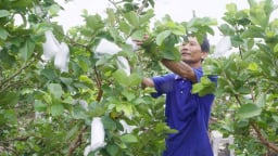 Nông dân Vĩnh Long 'đánh liều' trồng cây gì thấp tè mà quả quá trời, thu nhập cao gấp 5 lần so với trồng lúa?