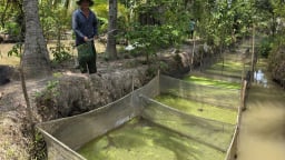 Con đặc sản hiền khô này toàn ăn đồ rẻ tiền, nuôi thành công ở Bến Tre, bắt bao nhiêu thương lái mua bấy nhiêu