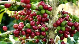 Giá cà phê tăng trở lại song hoạt động giao dịch vẫn kém sôi động