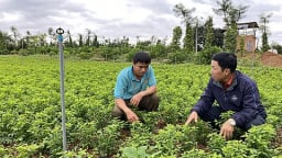 Liều trồng thứ rau ăn ngọt như mì chính trên đất cà phê, anh nông dân Đắk Lắk cắt mớ nào thương lái khuân đi hết