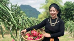 Câu chuyện đổi đời nhờ thanh long ruột đỏ của người phụ nữ dân tộc Tày ở Đồng Yên, Hà Giang