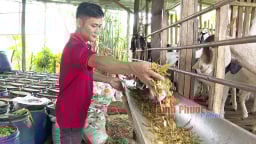 Nuôi dê kiểu lạ, tăng cân đều, thịt thơm chắc nhờ bí quyết ủ thức ăn rẻ tiền của nông dân Bình Phước