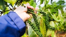 Giá cước vận tải biển mới tác động tới giá tiêu thế nào?