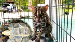 2 con động vật hoang dã gồm một con rùa núi viền, 1 con mèo rừng lông như hổ vừa đưa về khu rừng nổi tiếng Kon Tum