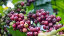 Giá cà phê tiếp tục giảm rất mạnh, cà phê trong nước xuống mốc thấp mới