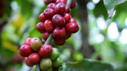 Giá cà phê kéo dài đà giảm đến khi nào?