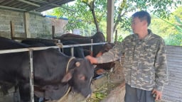Anh nông dân Thái Nguyên nuôi 'cỗ máy sản xuất thịt nạc' kiểu tranh thủ, ai ngờ lại trúng lớn