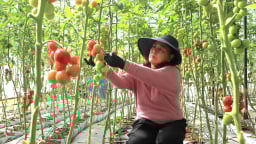 Tỉnh Lâm Đồng định hướng kinh tế xanh, tuần hoàn là trụ cột trọng tâm