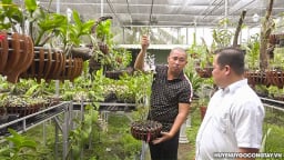 Ở một nơi của Tiền Giang, dân trồng phong lan gì mà hoa tuôn cản chả kịp, bán hút hàng